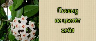 Почему хойя не цветет в домашних условиях: советы для зацветания цветка