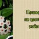 Почему хойя не цветет в домашних условиях: советы для зацветания цветка