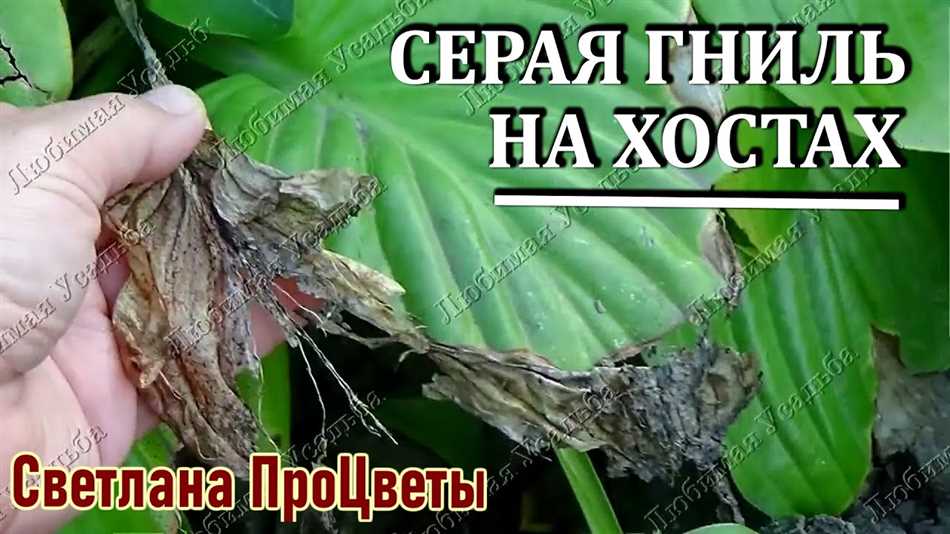 Почему обожженные листья у хосты летом?