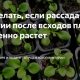 Почему петунии плохо растут после пересадки? Проблемы и советы