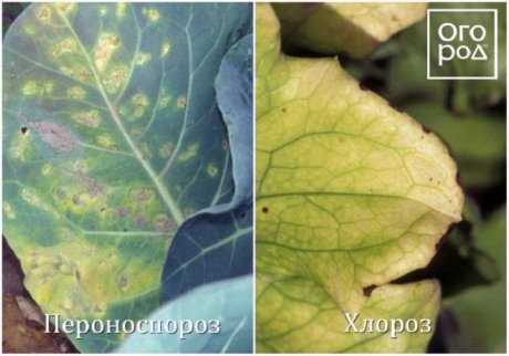 Вредители