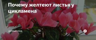 Почему пожелтел цикламен? Причины и способы решения проблемы