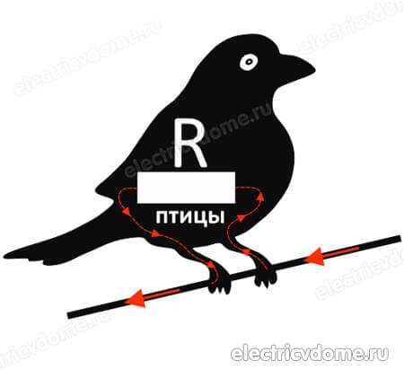 Искусство балансировки: почему пернатые остаются живыми