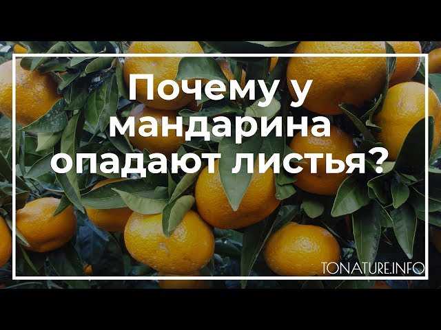 Переувлажнение почвы