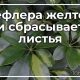 Почему шеффлера сбрасывает листья летом что делать?