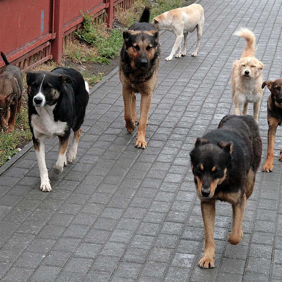 Почему собаки нападают на людей без причины