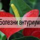 Почему у антуриума листья становятся липкими? Проблемы и решения