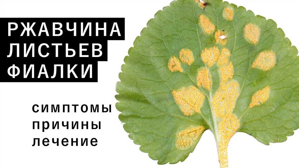Повышенная влажность почвы