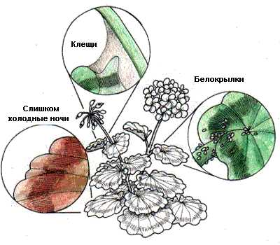 Причины засыхания цветов у герани