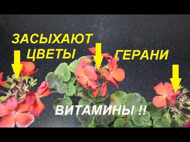 Почему у герани засыхают цветы?