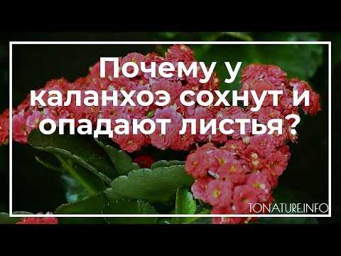 Паразиты и болезни: что может привести к потере тургора у листьев каланхоэ Блоссфельда?