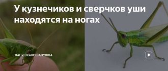 Где находятся уши у кузнечика: удивительная особенность этих насекомых