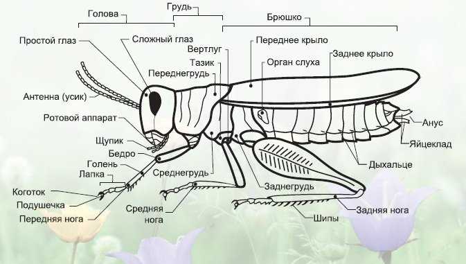 Эволюционное объяснение происхождения ушей на ногах