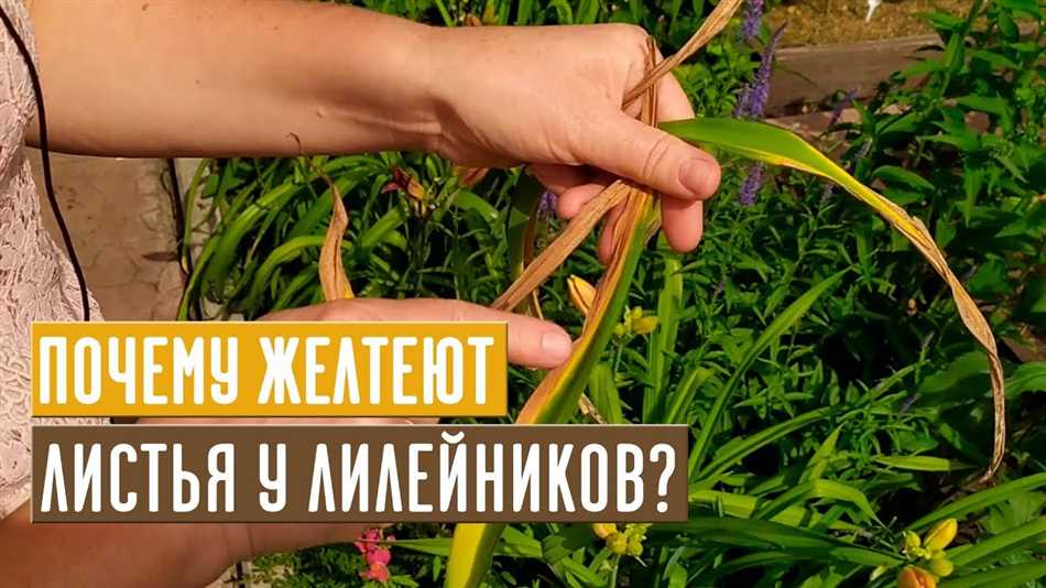 Почему у лилейника сохнут и отваливаются бутоны?