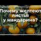 Почему у мандарина желтеют листья и опадают? Основные причины и способы решения проблемы