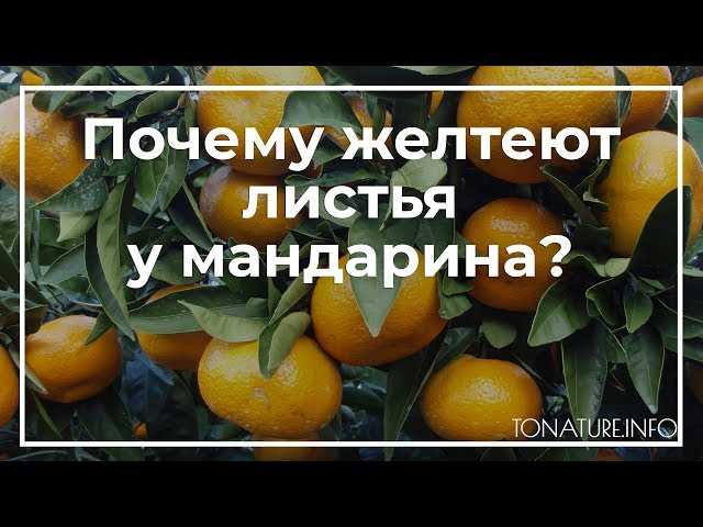 Почему у мандарина желтеют листья и опадают?