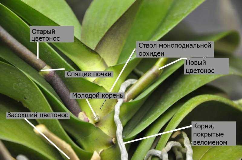 Почему у орхидеи новый цветонос на старом?