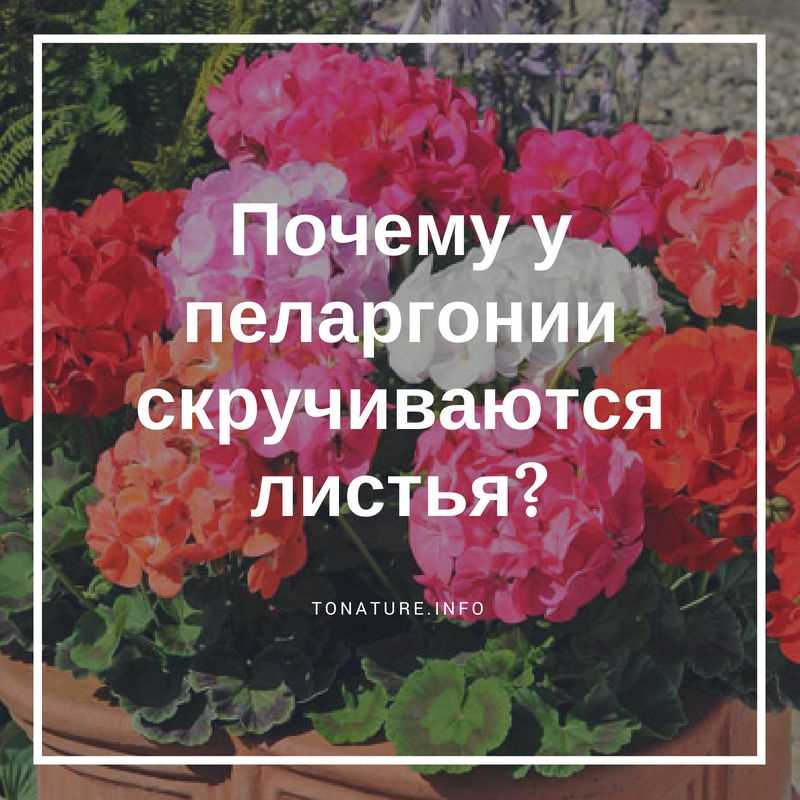 Перегибание листьев пеларгонии: влияние неправильного положения солнца