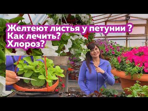 Почему у петунии желтеют нижние листья?