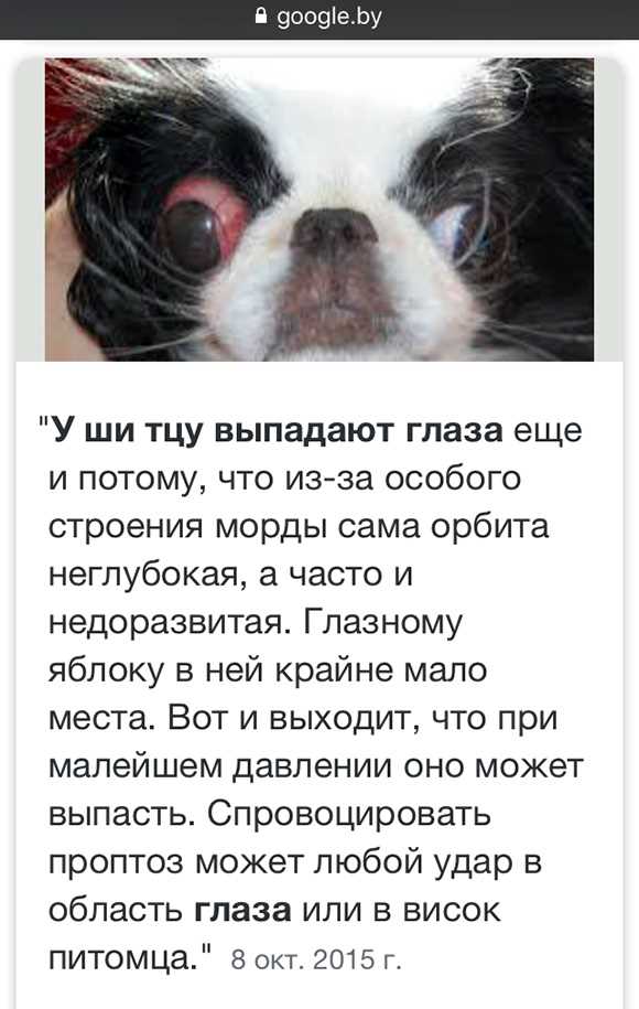 Анатомические особенности головы и глаз ши тцу, влияющие на проблему выпадения глаз