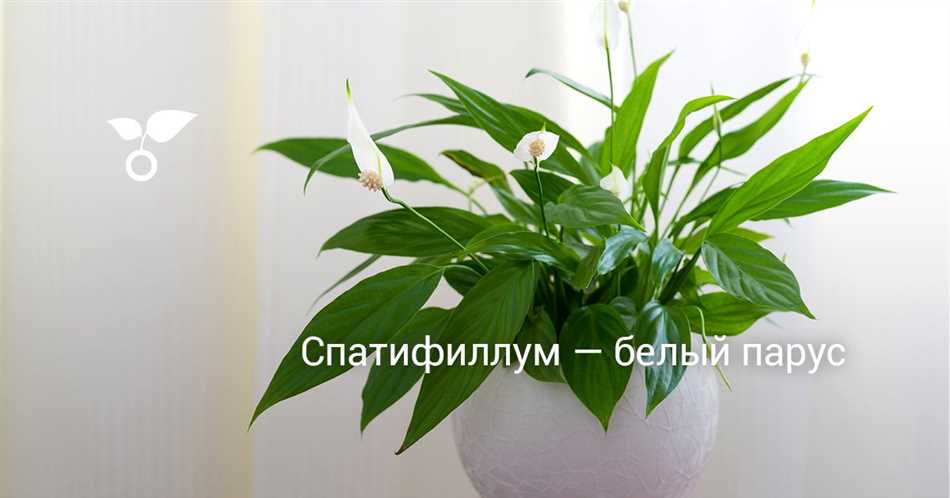 Причина 3: Дефицит питательных веществ