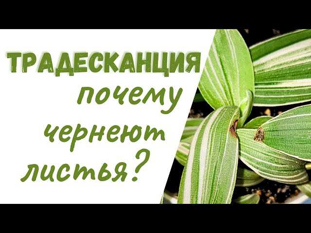 Паразиты и болезни