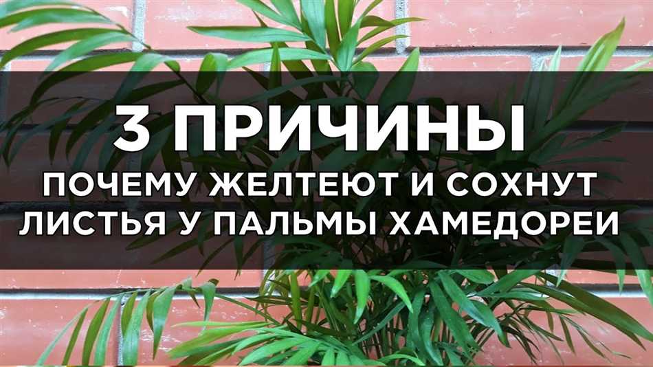 Почему у хамедореи чернеют кончики листьев?