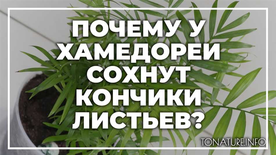 Недостаток света: почему у хамедореи чернеют листья?