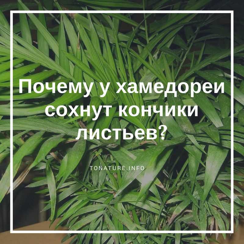 Причина 1: Опрыскивание листьев