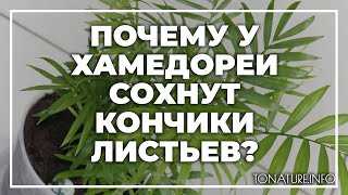 Причина 1: Недостаток влажности
