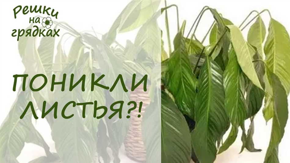 Почему у женского счастья поникли листья?