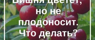 Почему вишня цветет но не плодоносит что делать?