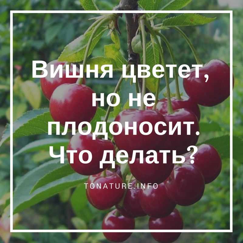 Почему вишня цветет но не плодоносит что делать?