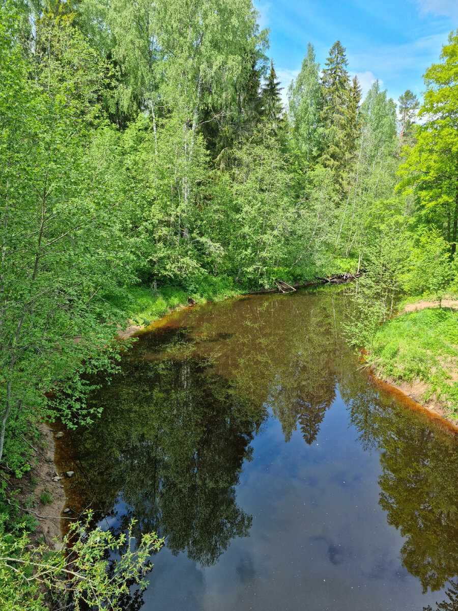 Вымеренный лесной берег