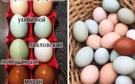 Незначительные отклонения и болезни