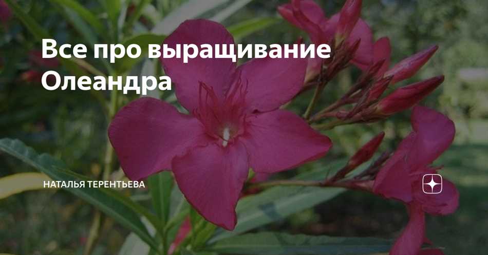 Секреты восстановления здоровья олеандра