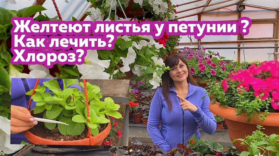 Почему желтеют листья у калибрахоа что делать?