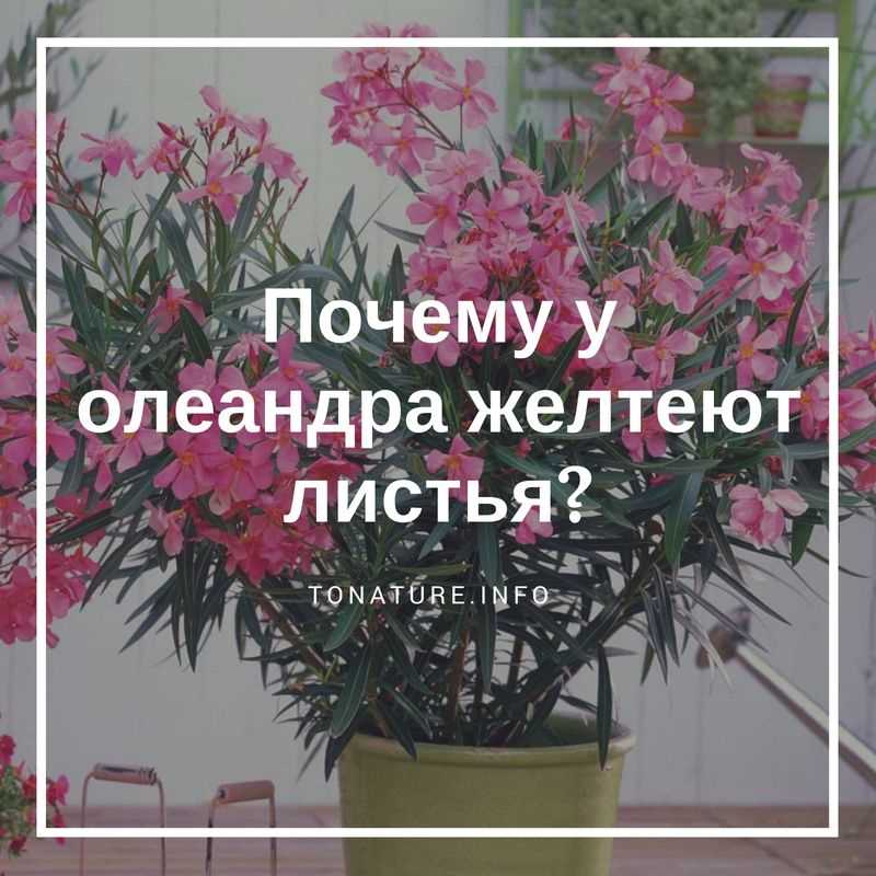 Переувлажнение