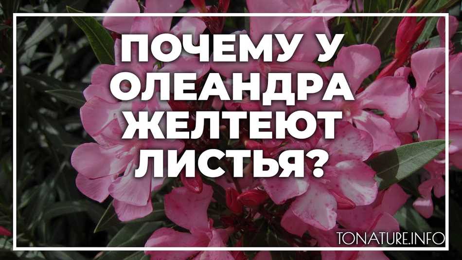 Почему желтеют листья у олеандра?