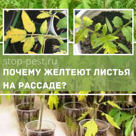 Почему желтеют листья у растений хлороз?