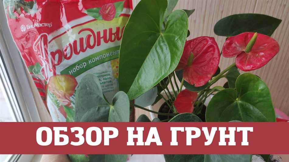 Оптимальная почва для антуриума