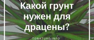 Подходит ли торфяной грунт для драцены?