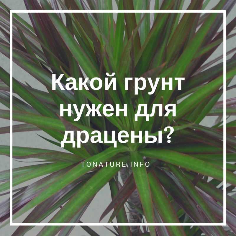 Подходит ли торфяной грунт для драцены?