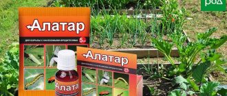 Помогает ли Алатар при белокрылке? | Эффективность Алатара при лечении белокрылки