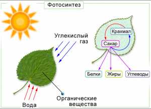 Освещение как фактор роста растений