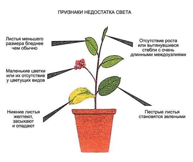 Искусственное освещение для комнатных растений