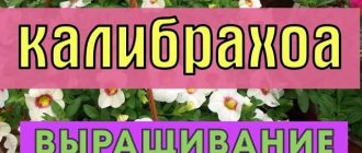 Правда ли, что калибрахоа полюбит подкисление? - Важная информация о сорте