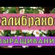 Правда ли, что калибрахоа полюбит подкисление? - Важная информация о сорте