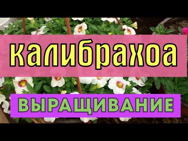 Правда ли что калибрахоа любит подкисление?