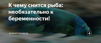 Рыба привидения, беременность и сны: разве это связано?